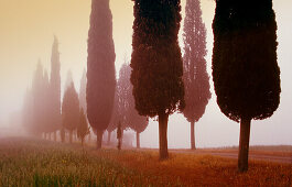 Zypressenallee im Nebel, Val d'Orcia, Toskana, Italien, Europa