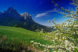 Fruit blossom, San Valentino, view to Monte Sciliar, Dolomite Alps, South Tyrol, Italy