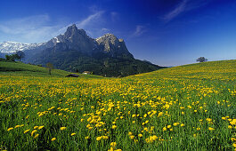 Löwenzahnwiese, Blick zum Schlern Massiv, Dolomiten, Südtirol, Italien