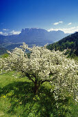 Apple blossom, view to Monte Sciliar, Dolomite Alps, South Tyrol, Italy