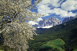 Kirschblüte, Blick zu den Geisler Spitzen, Villnößtal, Dolomiten, Südtirol, Italien