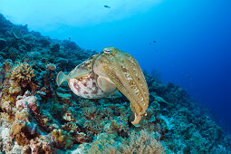 Broadclub Cuttlefish, Sepia latimanus, Micronesia, Palau