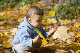 Child playing with autumn foliage, München, Bavaria, Germany