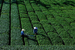 Teebauern arbeiten auf einer Teeplantage, Rueili, Alishan, Taiwan, Asien