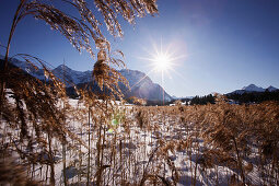 Trockene Gräser im Schnee, Karwendel im Hintergrund, bei Krün, Bayern, Deutschland