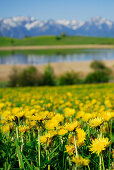 Meadow with dandelion, lake Forggensee in background, Tannheim range, Allgaeu, Bavaria, Germany