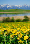 Löwenzahnwiese, Forggensee im Hintergrund, Tannheimer Berge, Allgäu, Bayern, Deutschland