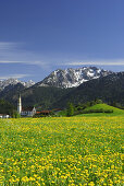 Blick über Löwenzahnwiesen auf Pfronten, Allgäu, Bayern, Deutschland