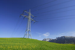 Hochspannungsmast in Löwenzahnwiese, Allgäu, Schwaben, Bayern, Deutschland