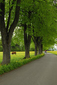 Alley of lime trees in spring, lake Forggensee, Allgaeu, Bavaria, Germany