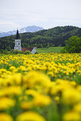 Blick über Löwenzahnwiese auf Kirchturm, bei Murnau, Oberbayern, Bayern, Deutschland