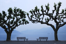 Zwei Bänke unter großen Platanen mit Blick auf Lago Maggiore, Ascona, Lago Maggiore, Tessin, Schweiz