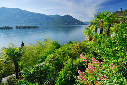 Terraced garden with palm trees above lake Maggiore with isle of Brissago, Isole di Brissago, Ronco sopra Ascona, lake Maggiore, Lago Maggiore, Ticino, Switzerland