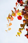 Autumn foliage, Nymphenburg palace park, Munich, Bavaria, Germany