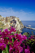 Red blooming bush under blue sky, view at Manarola, Cinque Terre, Liguria, Italian Riviera, Italy, Europe