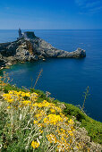 Gelbe Blumen vor der Kirche San Pietro an der Felsküste, Portovenere, Italienische Riviera, Ligurien, Italien, Europa