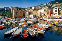 Many boats at harbour under blue sky, Camogli, Liguria, Italian Riviera, Italy, Europe
