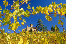 Weinberg und das Castello Grinzane Cavour unter blauem Himmel, Piemont, Italien, Europa