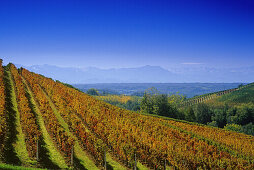Blick über Weinberge zu den Alpen unter blauem Himmel, Piemont, Italien, Europa