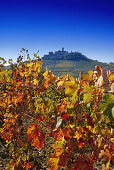 Vineyard in front of Castiglione Falletto under blue sky, Piedmont, Italy, Europe