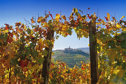 Vineyard in front of Castiglione Falletto under blue sky, Piedmont, Italy, Europe