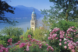 Blühende Rosens vor dem Kirchturm von Morcote und dem Lago di Lugano, Tessin, Schweiz, Europa