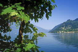 Blick über Weinreben auf den Lago di Lugano unter blauem Himmel, Tessin, Schweiz, Europa