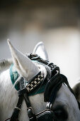 Close Up of a horse, Fiaker, Horse drawn carriage, Vienna, Austria
