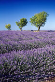 Mandelbäume im Lavendelfeld, Plateau de Valensole, Alpes-de-Haute-Provence, Provence, Frankreich, Europa