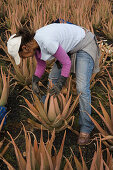 Arbeiterin auf einem Feld mit Aloe Vera, Valles de Ortega, Fuerteventura, Kanarische Inseln, Spanien, Europa