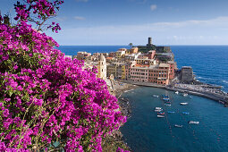 Blick auf den Ort Vernazza, Bougainvilleen Strauch im Vordergrund, Vernazza, Cinque Terre, La Spezia, Ligurien, Italienische Riviera, Italien, Europa