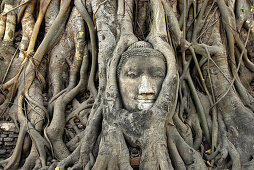 Buddas head enclosed by roots, Ayutthaya, Wat Mahatat, Thailand, Asia
