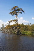 Alte Zedern mit Spanischem Moos am Ufer eines Bayou, Attakapas Landing am Lake Verret, bei Pierre Part, Louisiana, Vereinigte Staaten, USA