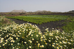 Trockenfeldbau, Lapili-Felder, Blumenwiese im Frühling, erloschener Vulkan, Montana Tinache, bei Tinguaton, UNESCO Biosphärenreservat, Lanzarote, Kanarische Inseln, Spanien, Europa