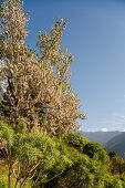 Almond tree with blossom near La Caldera, above the Barranco de las Angustias gorge, National Parc, Parque Nacional Caldera de Taburiente, giant crater of an extinct volcanio, Caldera de Taburiente, natural preserve, UNESCO Biosphere Reserve, La Palma, Ca