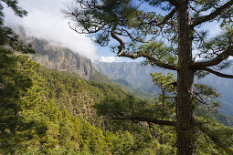 Viewpoint on Los Brecitos (1030m), National ParK, Parque Nacional Caldera de Taburiente, giant crater of an extinct volcano, Caldera de Taburiente, natural preserve, UNESCO Biosphere Reserve, La Palma, Canary Islands, Spain, Europe