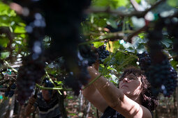 Frau bei der Weinlese auf einem Weinberg der Madeira Wine Company, Estreito de Camara de Lobos, Madeira, Portugal