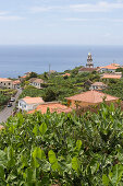 Houses amidst a banana plantation, Madalena do Mar, Madeira, Portugal
