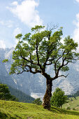 Baum vor Berglandschaft, Eng, Karwendel, Tirol, Österreich