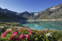 Alpine roses blooming at Finstertal reservoir, Sellrain, Stubai Alps, Tyrol, Austria