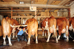 Frau melkt Kühe in Stall, Oberbayern, Bayern, Deutschland