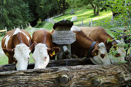 Kühe trinken aus Holzbrunnen, Oberbayern, Bayern, Deutschland