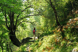 Woman hiking through mixed forest, Ticino Alps, Ticino, Switzerland