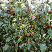 Apfelbaum mit reifen Früchten am Rhein, Düsseldorf, Nordrhein-Westfalen, Deutschland