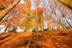 Grafenberger Wald im Herbst, Düsseldorf, Nordrhein-Westfalen, Deutschland