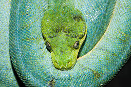 Gruener Baumpython, Morelia viridis, Indonesien, West Papua, Misool