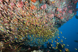 Glasbarsche in Korallenriff, Parapriacanthus, Malediven, Ellaidhoo Hausriff, Nord Ari Atoll