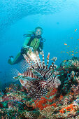 Diver and Lionfish, Pterois miles, Maldives, Maya Thila, North Ari Atoll