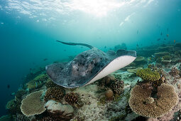 Blackspotted Stingray, Taeniura meyeni, Maldives, Ellaidhoo House Reef, North Ari Atoll