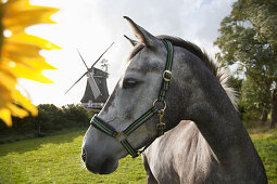Horse on pasture, windmill in background, Oldsum, Foehr island, Schleswig-Holstein, Germany
